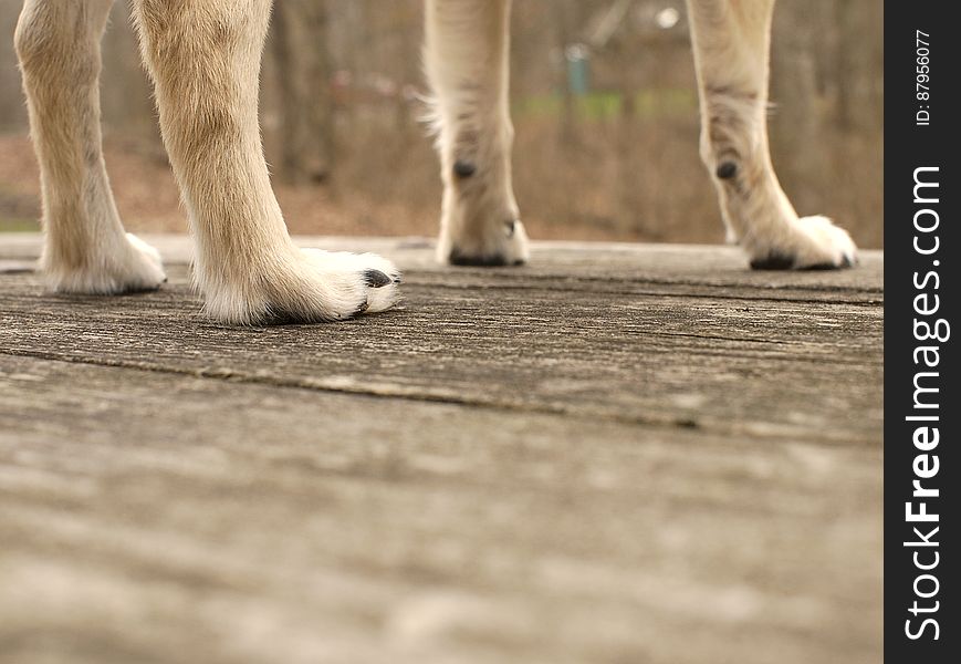 Dog, Leg, Wood, Carnivore, Mammal, Flooring