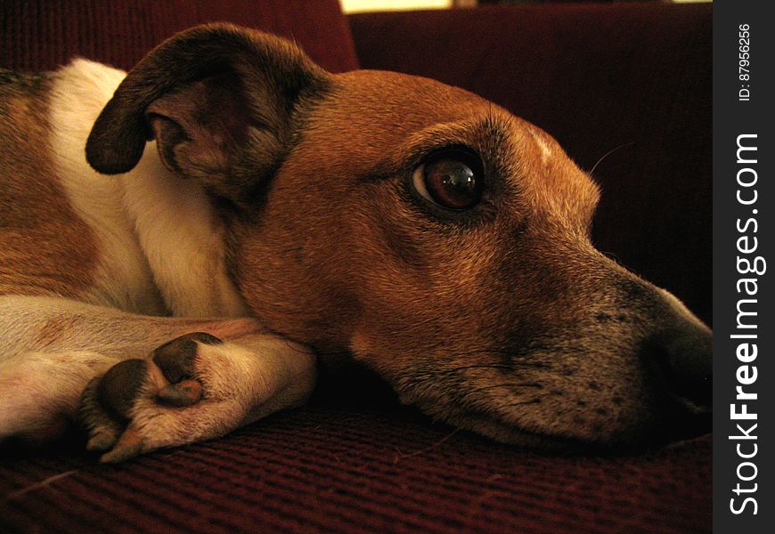 Brutus tolerates the camera, then immediately falls into nap zone.