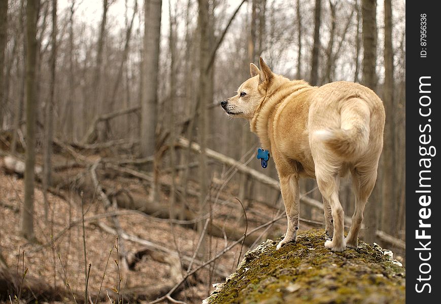 Dog, Tree, Wood, Plant