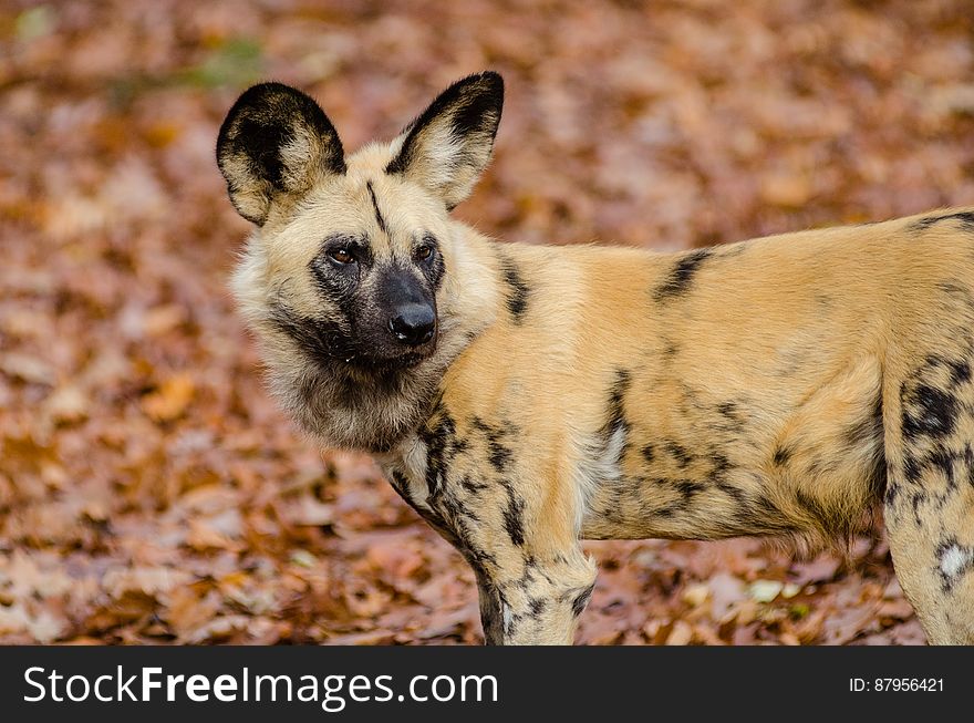 African Wild Dog