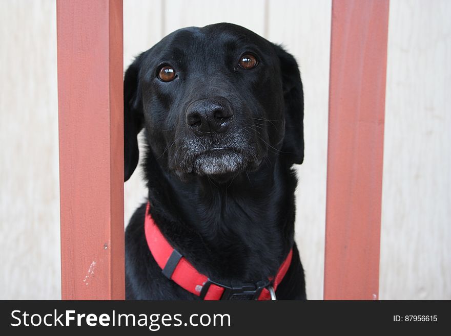 Let me out, so I can run and play!. Let me out, so I can run and play!