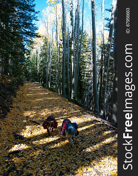 Autumn hike of the Bear Jaw, Waterline, and Abineau Trails Loop on the northern side of Flagstaff&#x27;s San Francisco Peaks. Autumn hike of the Bear Jaw, Waterline, and Abineau Trails Loop on the northern side of Flagstaff&#x27;s San Francisco Peaks.