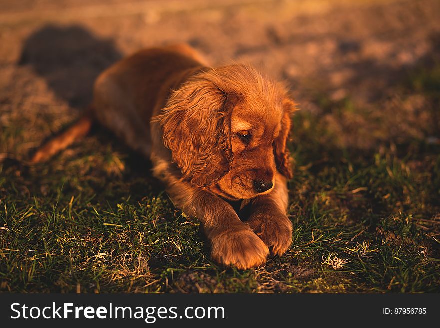 Cocker Spaniel puppy