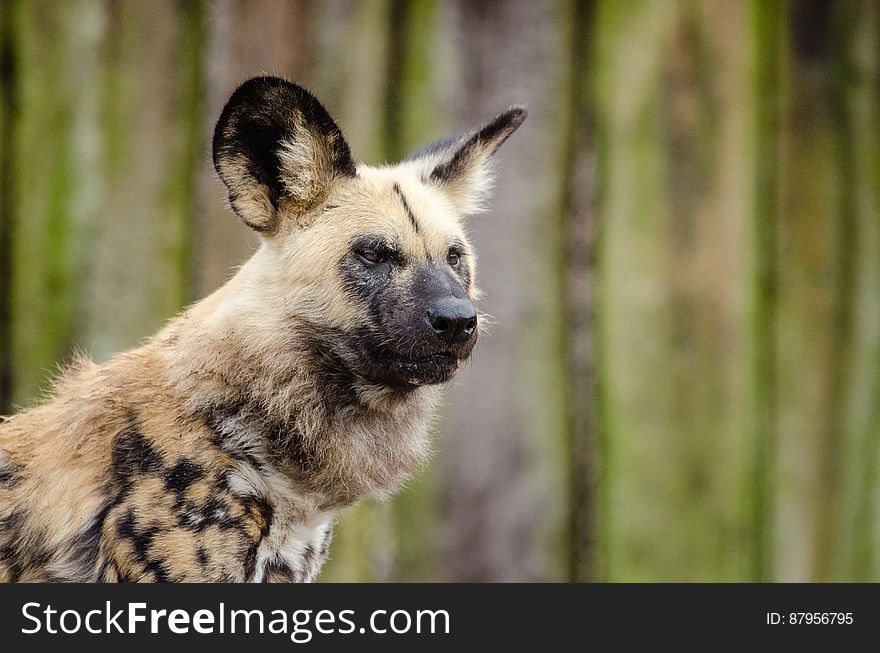 African wild dog