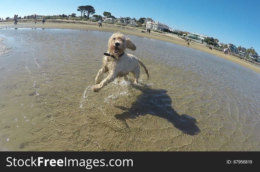 Maggie at Brighton dog beach