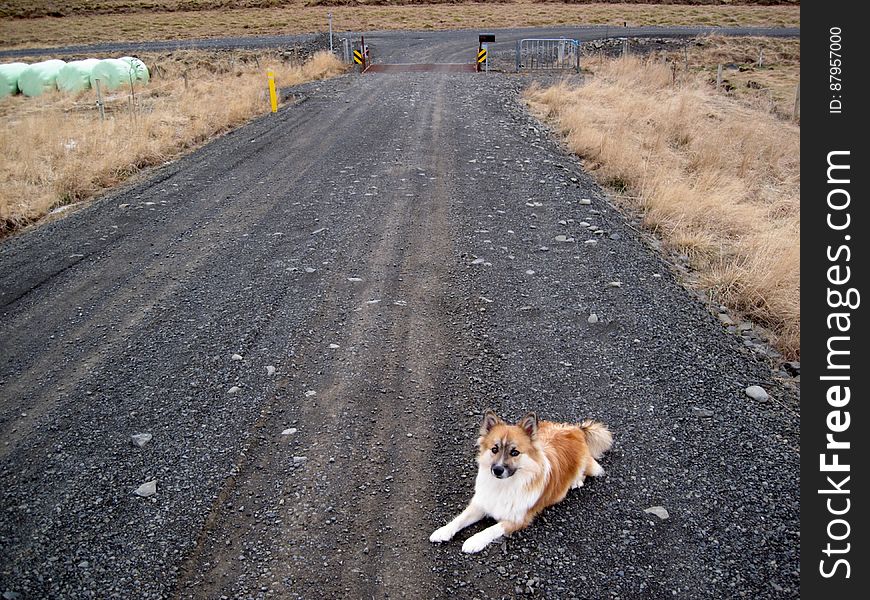 Guarding The Driveway