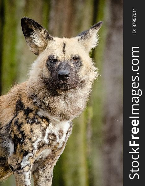 African Wild Dog