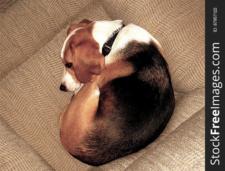 Comfortable Beagle