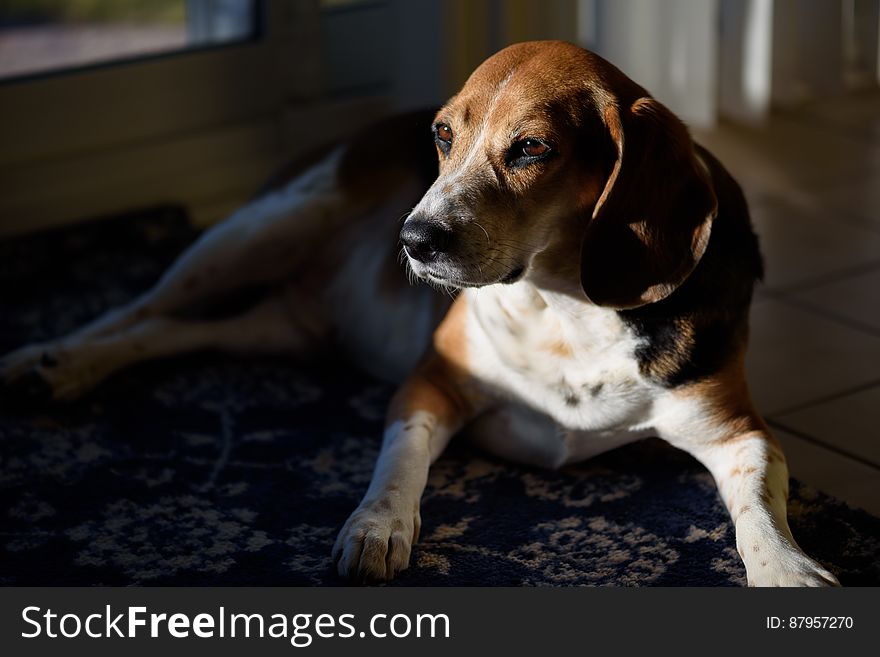 Bailey the Beagle enjoying the sun. Bailey the Beagle enjoying the sun.