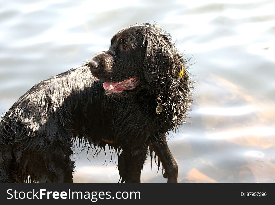 Wet Black Dog With Head Turned In Front Of Water
