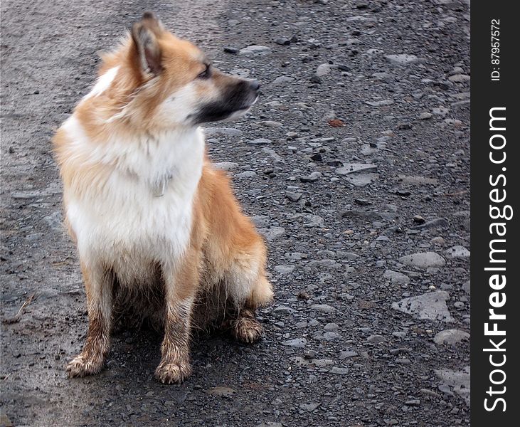 It is admirable to be a dog and not care at all if your feet and coat are muddy. That&#x27;s the spirit, Skinna!. It is admirable to be a dog and not care at all if your feet and coat are muddy. That&#x27;s the spirit, Skinna!