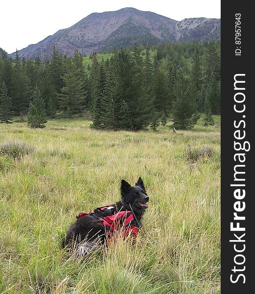 San Francisco Peaks, Inner Basin, Tasha