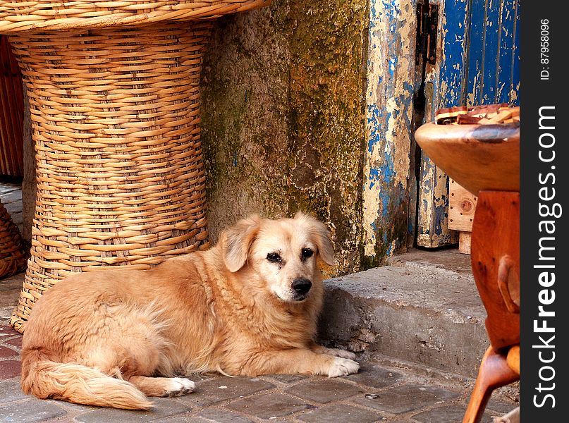 It&#x27;s pretty rare to see a dog inside the city walls in Essaouira. Street dogs are usually chased off. For some reason most moroccans don&#x27;t like dogs, they love cats though! - Morocco January 2014. Went to visit my grandma in Essauouira for the 2nd time since she moved there. Had a great time!. It&#x27;s pretty rare to see a dog inside the city walls in Essaouira. Street dogs are usually chased off. For some reason most moroccans don&#x27;t like dogs, they love cats though! - Morocco January 2014. Went to visit my grandma in Essauouira for the 2nd time since she moved there. Had a great time!