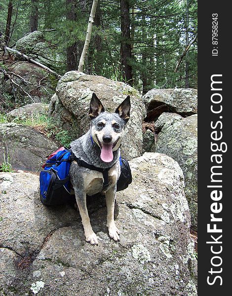 Nikita on the Inner Basin Trail.