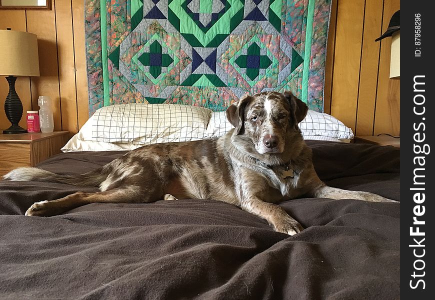 King of the Bed