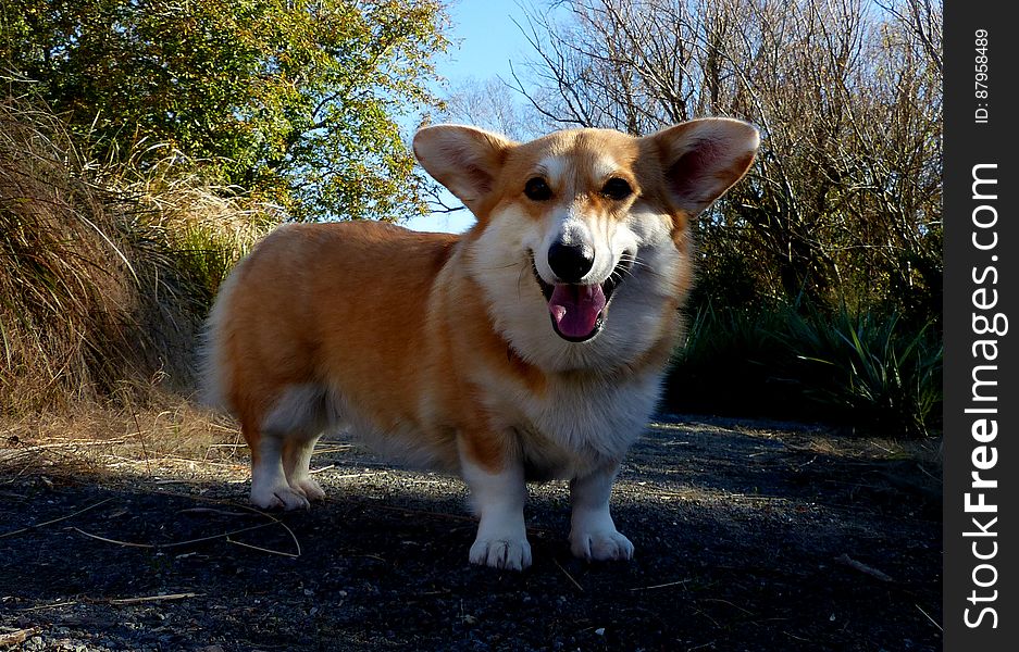 The Pembroke Welsh Corgi is a herding dog breed, which originated in Pembrokeshire, Wales. It is one of two breeds known as Welsh Corgi: the other is the Cardigan Welsh Corgi. The Pembroke Welsh Corgi is the younger of the two Corgi breeds and is a separate and distinct breed from the Cardigan.[1] The corgi is one of the smallest dogs in the Herding Group. Pembroke Welsh Corgis are famed for being the preferred breed of Queen Elizabeth II, who has owned more than 30 during her reign. These dogs have been favoured by British royalty for more than seventy years. The Pembroke Welsh Corgi is a herding dog breed, which originated in Pembrokeshire, Wales. It is one of two breeds known as Welsh Corgi: the other is the Cardigan Welsh Corgi. The Pembroke Welsh Corgi is the younger of the two Corgi breeds and is a separate and distinct breed from the Cardigan.[1] The corgi is one of the smallest dogs in the Herding Group. Pembroke Welsh Corgis are famed for being the preferred breed of Queen Elizabeth II, who has owned more than 30 during her reign. These dogs have been favoured by British royalty for more than seventy years.