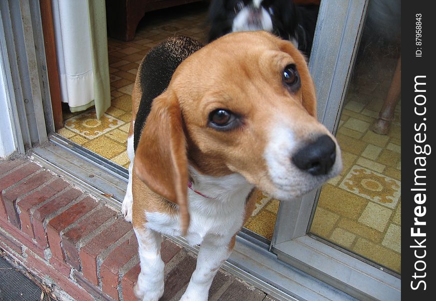 Marlene is a 1.5 yr old beagle that my parents adopted. She has velvet ears, a sweet disposition and a super quiet bark. Harry the Japanese Chin is in the background.