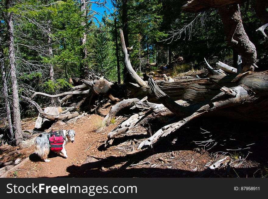 Autumn hike of the Bear Jaw, Waterline, and Abineau Trails Loop on the northern side of Flagstaff&#x27;s San Francisco Peaks. Autumn hike of the Bear Jaw, Waterline, and Abineau Trails Loop on the northern side of Flagstaff&#x27;s San Francisco Peaks.