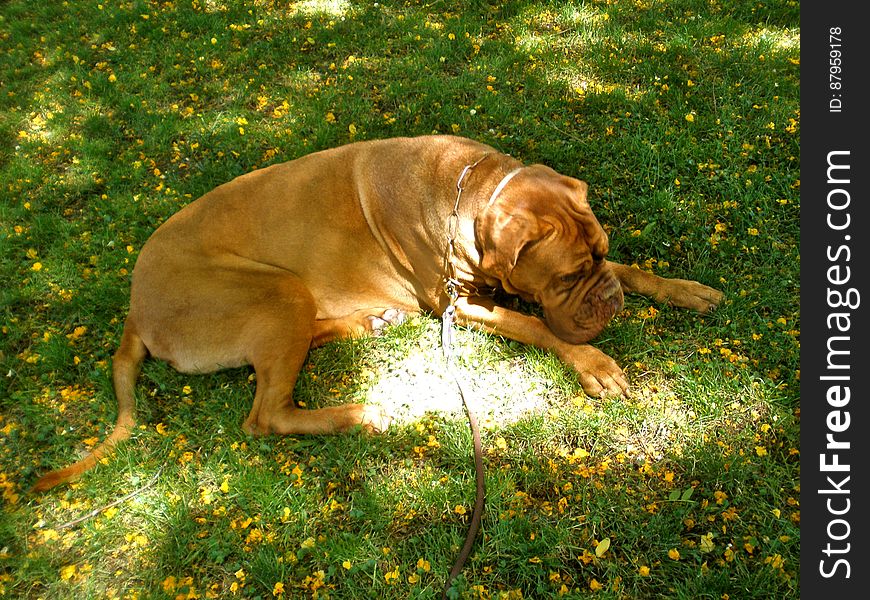 It&#x27;s getting too hot for Hugo, he enjoys laying in the grass more than walking now. It&#x27;s getting too hot for Hugo, he enjoys laying in the grass more than walking now.