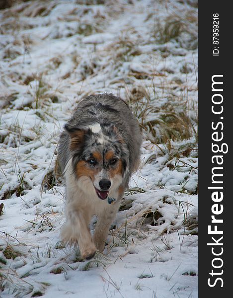 Dax Romping In The Snow