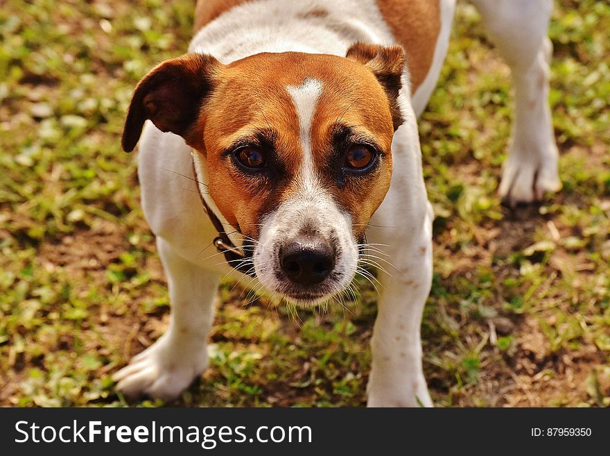 Brown and White Jack Russell Terrier