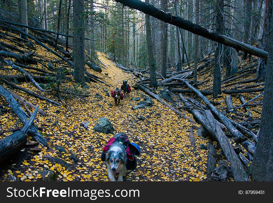 Autumn hike of the Bear Jaw, Waterline, and Abineau Trails Loop on the northern side of Flagstaff&#x27;s San Francisco Peaks. Autumn hike of the Bear Jaw, Waterline, and Abineau Trails Loop on the northern side of Flagstaff&#x27;s San Francisco Peaks.