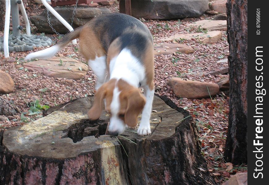 Dog Blur On Stump
