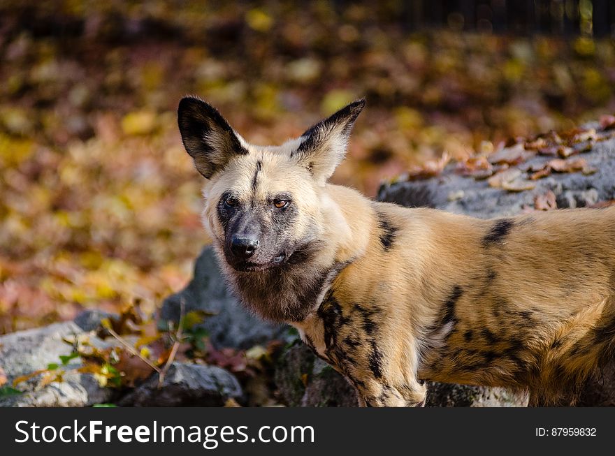 African wild dog