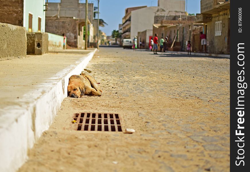 Cape verde street dog