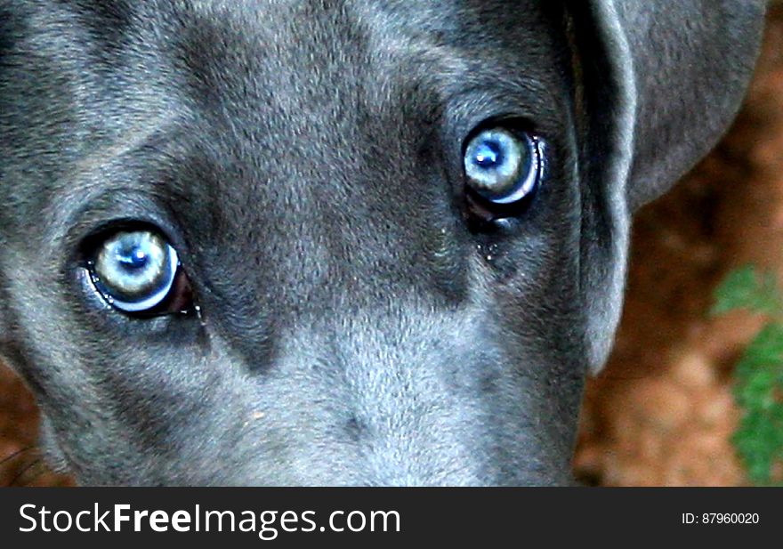 Not all that ehnanced- this dog has glowing blue eyes. Not all that ehnanced- this dog has glowing blue eyes