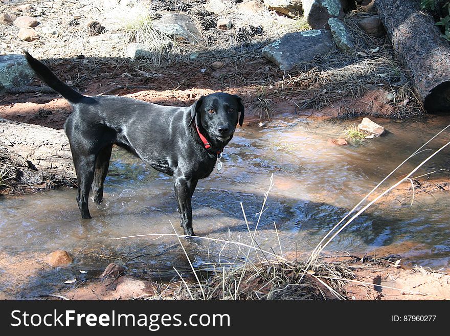 Nothing A Labrador Likes Better Than Finding Water