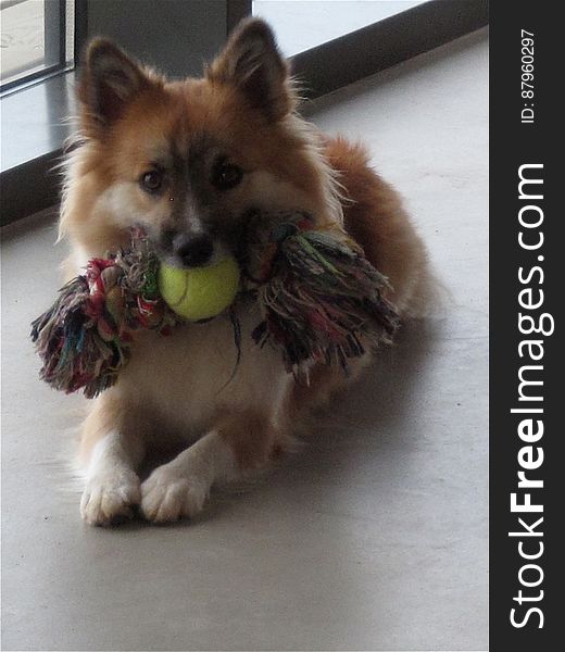 Skinna managing to play with both the chew rope and the tennis ball. Me? I have no toys except this laptop. Skinna managing to play with both the chew rope and the tennis ball. Me? I have no toys except this laptop.