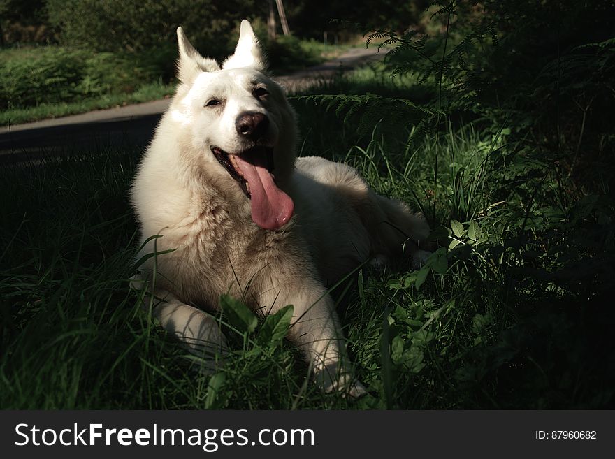 Dog, Plant, Dog breed, Carnivore, Jaw, Fang