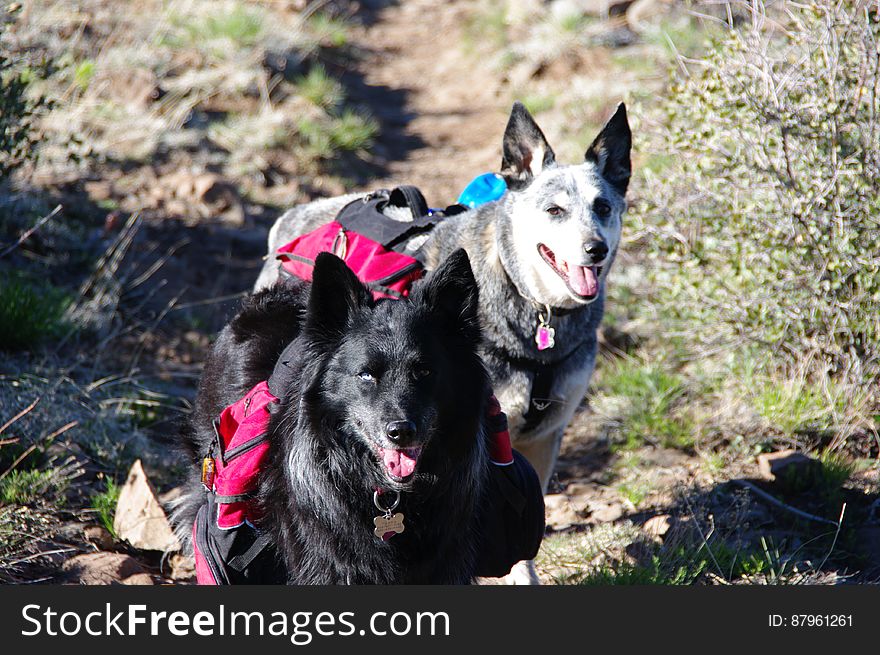 Wilson Mountain Trail, North