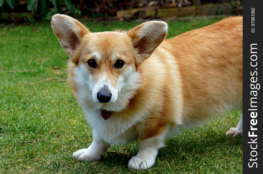 The Pembroke Welsh Corgi, is a herding dog breed, which originated in Pembrokeshire, Wales. It is one of two breeds known as Welsh Corgi: the other is the Cardigan Welsh Corgi. The Pembroke Welsh Corgi, is a herding dog breed, which originated in Pembrokeshire, Wales. It is one of two breeds known as Welsh Corgi: the other is the Cardigan Welsh Corgi.