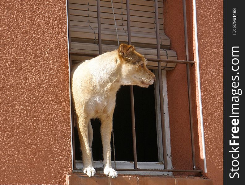 This is Zefyr, his owner owns a small dog hair salon, and lives right next door to his shop. Zefyr spends all day at the window of his home, looking at the cars and waiting for someone to pet him or give him a treat. He is one entertained doggy!. This is Zefyr, his owner owns a small dog hair salon, and lives right next door to his shop. Zefyr spends all day at the window of his home, looking at the cars and waiting for someone to pet him or give him a treat. He is one entertained doggy!