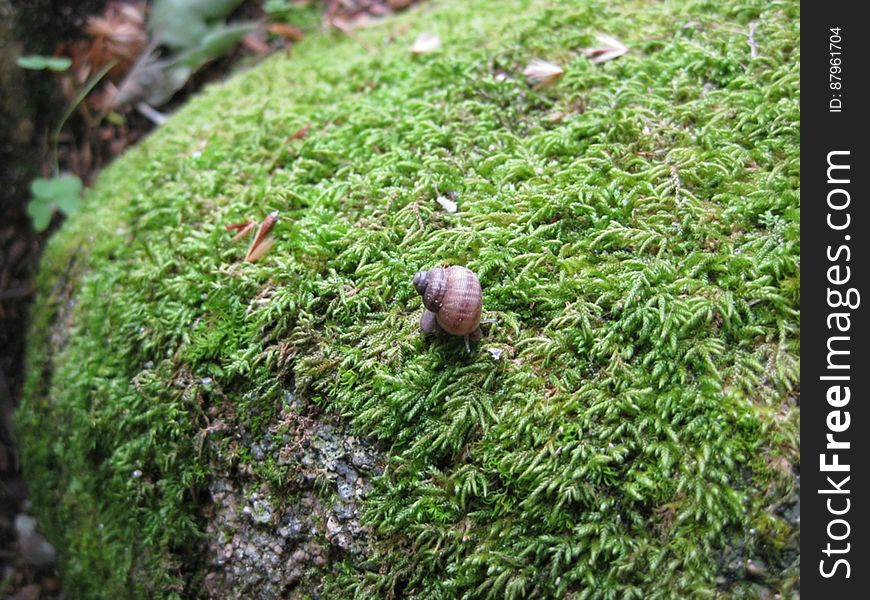 Snail on a green moss covered stone. Snail on a green moss covered stone.