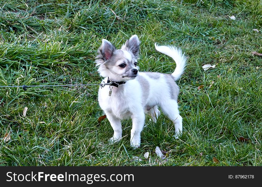 This silly chihuahua pup belongs to our biology and animal care teacher at school. He&#x27;s at school running around in the building all day every day and we always take him out to play during breaks. This silly chihuahua pup belongs to our biology and animal care teacher at school. He&#x27;s at school running around in the building all day every day and we always take him out to play during breaks.