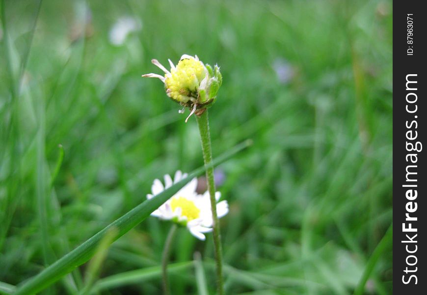 A close up of a daisy flower on green grass.