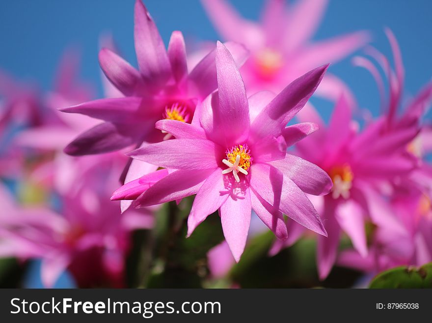 Pink Multi Petaled Flower Close Up Photography