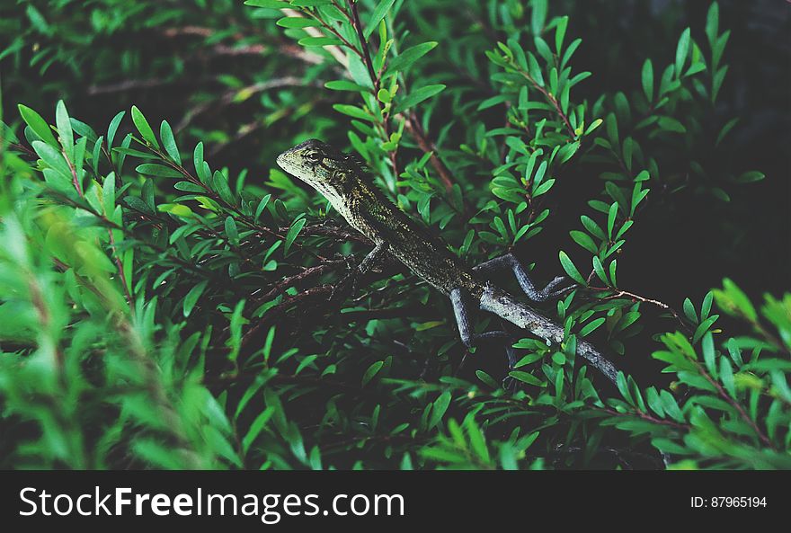 Side view of lizard on branch of leafy green plant. Side view of lizard on branch of leafy green plant.