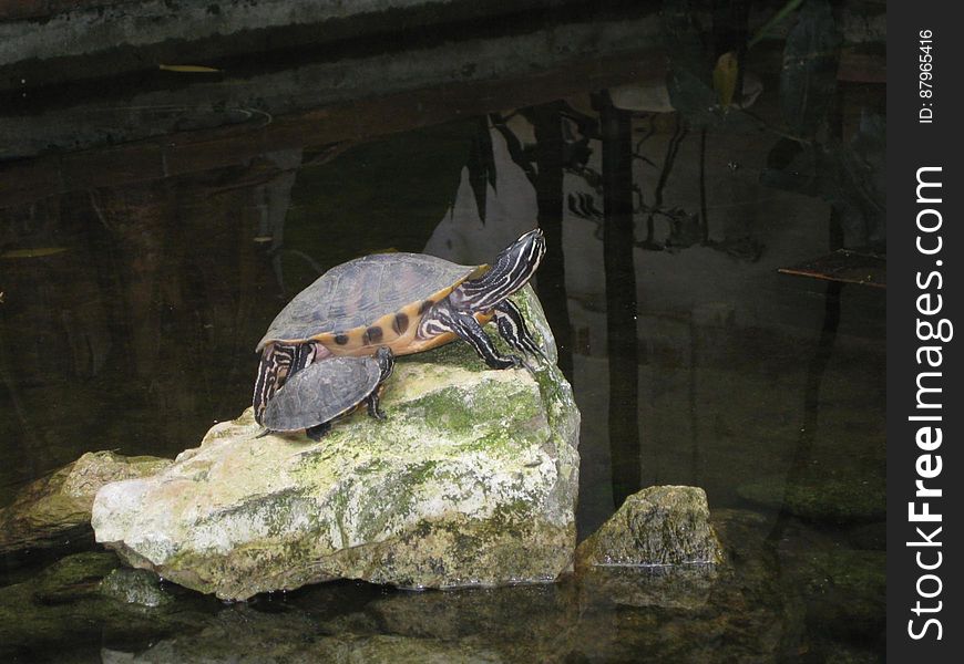 A pair of turtles on a rock in a pool of water. A pair of turtles on a rock in a pool of water.