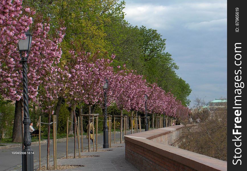 Blossoming trees lining road in city with park in background.