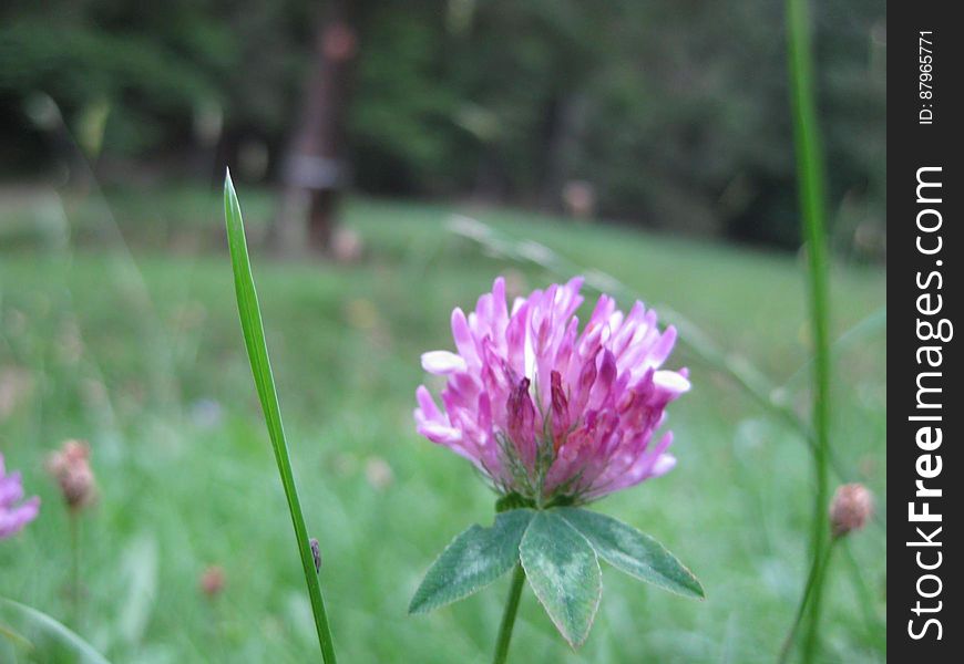 A red clover flower on a meadow.