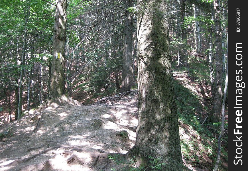 A path in the forest. A path in the forest.