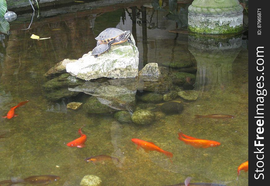 A pond with koi and a rock with turtles on it. A pond with koi and a rock with turtles on it.