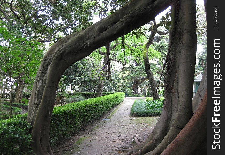 A view from a park with gnarled tree trunks. A view from a park with gnarled tree trunks.