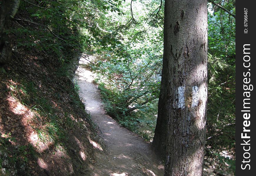 A marked path through the forest in the mountains. A marked path through the forest in the mountains.