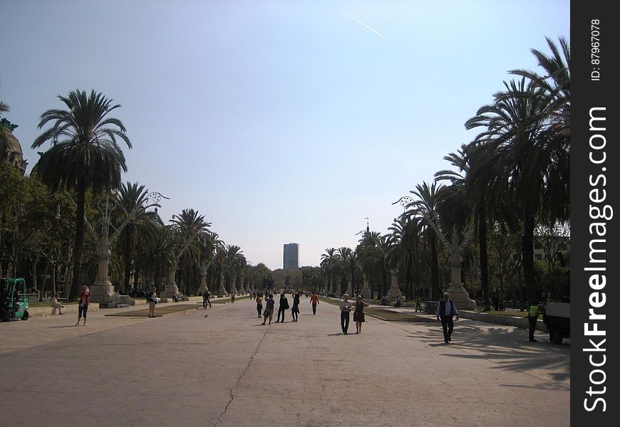 People walking along a pedestrian street with palm trees aside. People walking along a pedestrian street with palm trees aside.