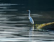 Great White Heron Royalty Free Stock Photo Great White Heron Royalty Free Stock Photo
